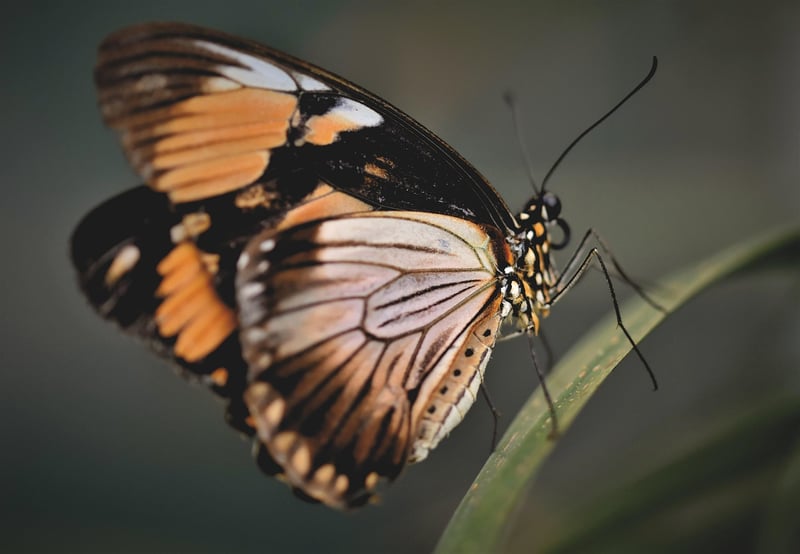 Butterfly Image